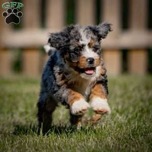 Jasper, Mini Bernedoodle Puppy